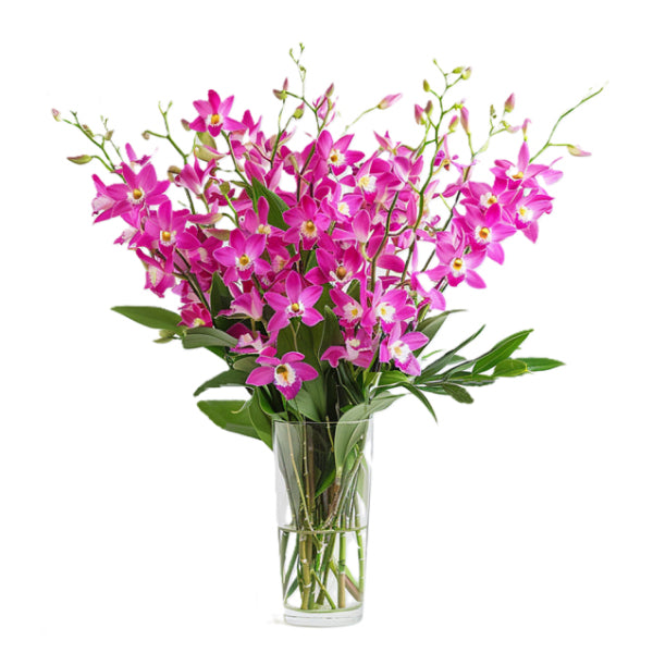 Mother's Day 50 Blooms of Orchids